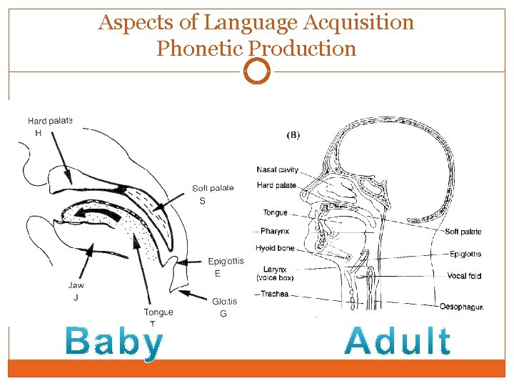 Aspects of Language Acquisition Phonetic Production 