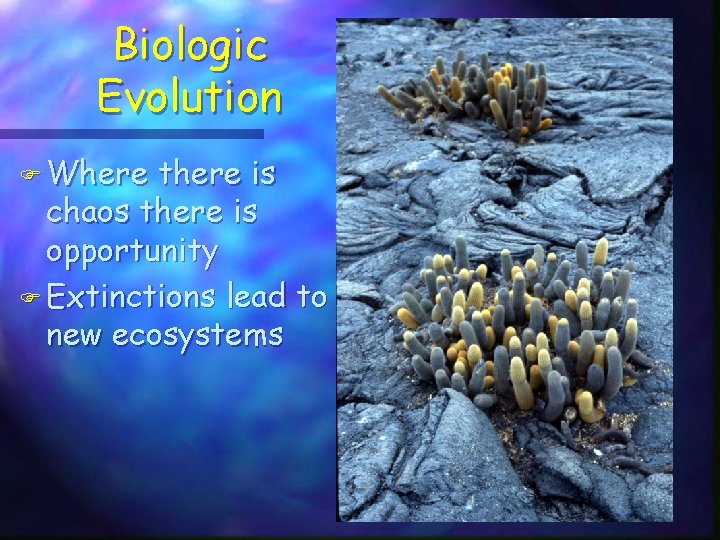 Biologic Evolution F Where there is chaos there is opportunity F Extinctions lead to