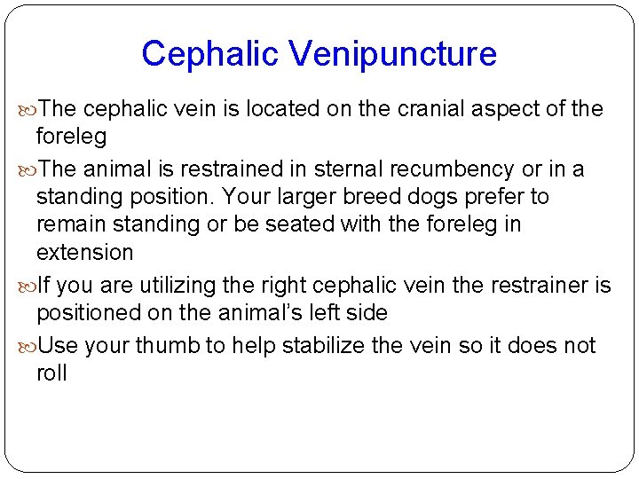 Cephalic Venipuncture The cephalic vein is located on the cranial aspect of the foreleg