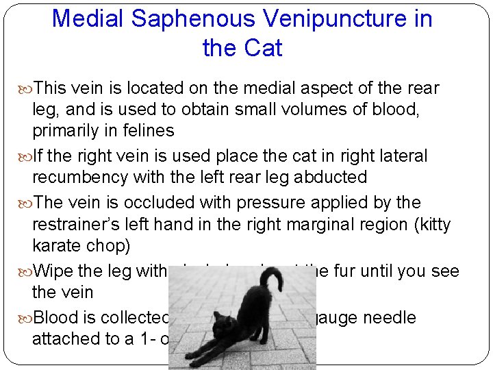 Medial Saphenous Venipuncture in the Cat This vein is located on the medial aspect