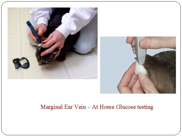 Marginal Ear Vein – At Home Glucose testing 