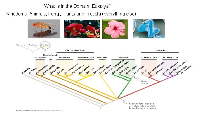 What is in the Domain, Eukarya? Kingdoms: Animals, Fungi, Plants and Protista (everything else)
