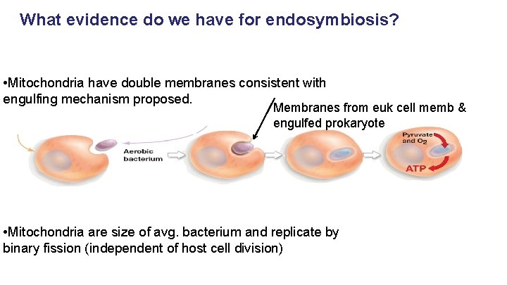 What evidence do we have for endosymbiosis? • Mitochondria have double membranes consistent with