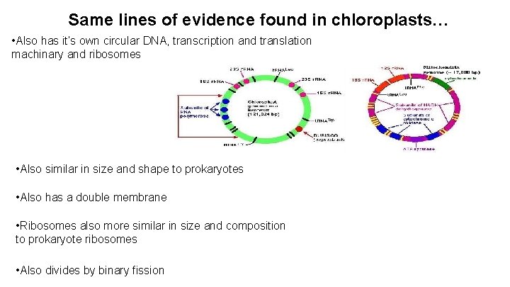 Same lines of evidence found in chloroplasts… • Also has it’s own circular DNA,