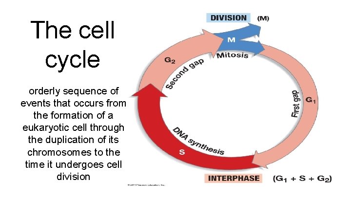 The cell cycle orderly sequence of events that occurs from the formation of a