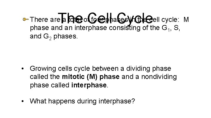 The Cell Cycle There a total of four phases in the cell cycle: M