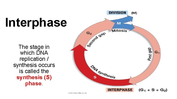 Interphase The stage in which DNA replication / synthesis occurs is called the synthesis