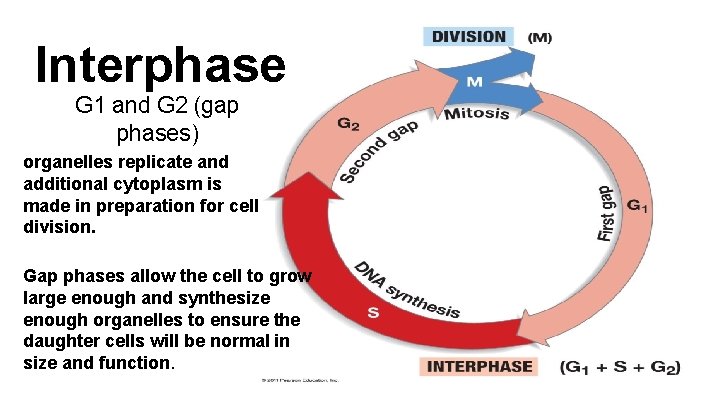 Interphase G 1 and G 2 (gap phases) organelles replicate and additional cytoplasm is