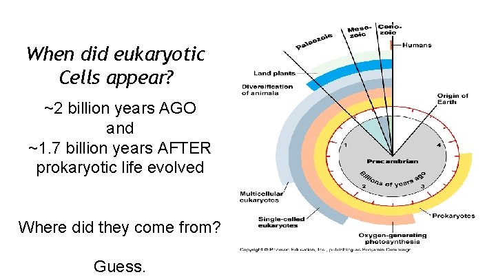 When did eukaryotic Cells appear? ~2 billion years AGO and ~1. 7 billion years