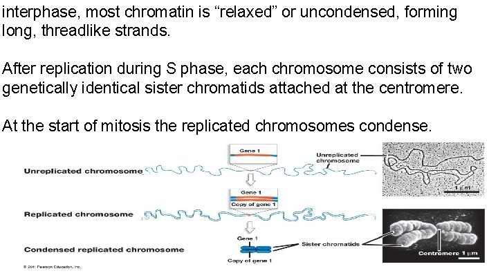 interphase, most chromatin is “relaxed” or uncondensed, forming long, threadlike strands. After replication during