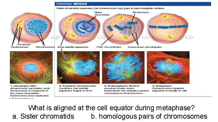 What is aligned at the cell equator during metaphase? a. Sister chromatids b. homologous
