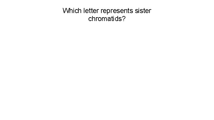 Which letter represents sister chromatids? 