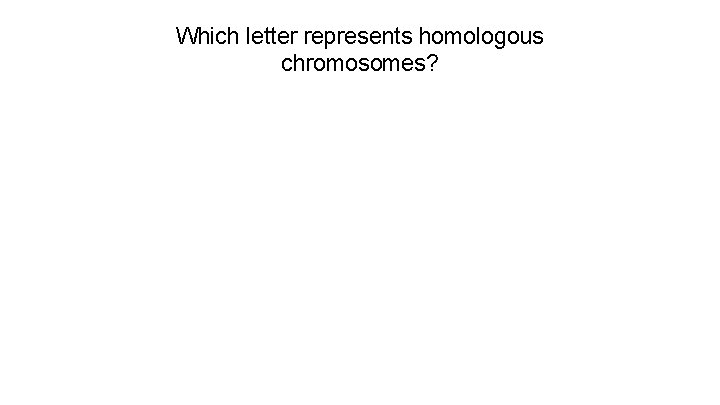 Which letter represents homologous chromosomes? 