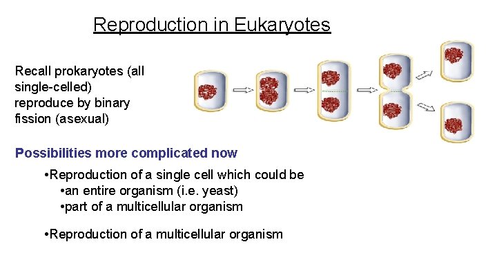 Reproduction in Eukaryotes Recall prokaryotes (all single-celled) reproduce by binary fission (asexual) Possibilities more