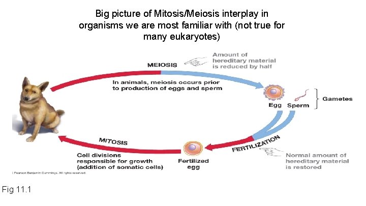 Big picture of Mitosis/Meiosis interplay in organisms we are most familiar with (not true