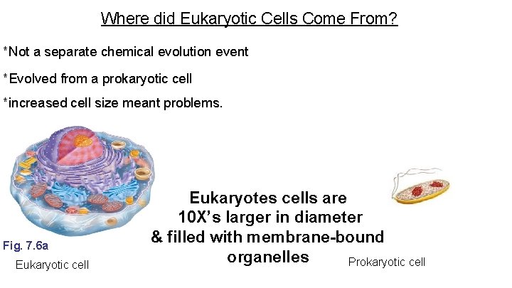 Where did Eukaryotic Cells Come From? *Not a separate chemical evolution event *Evolved from