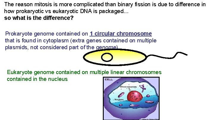 The reason mitosis is more complicated than binary fission is due to difference in