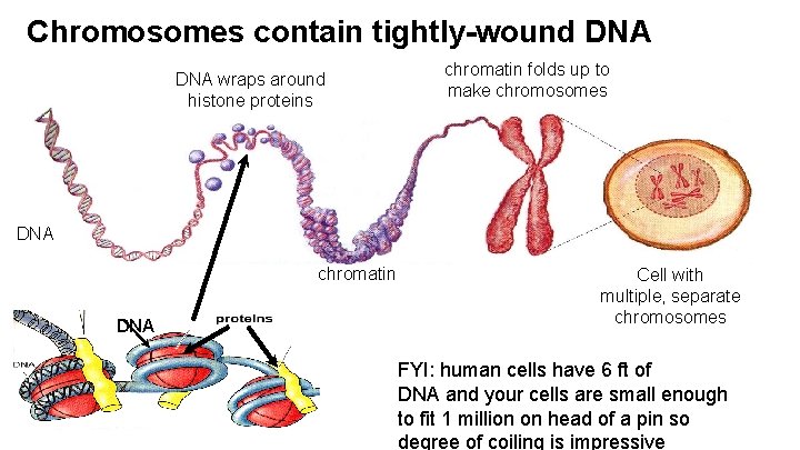 Chromosomes contain tightly-wound DNA wraps around histone proteins chromatin folds up to make chromosomes