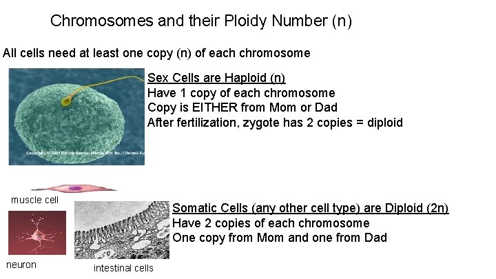 Chromosomes and their Ploidy Number (n) All cells need at least one copy (n)