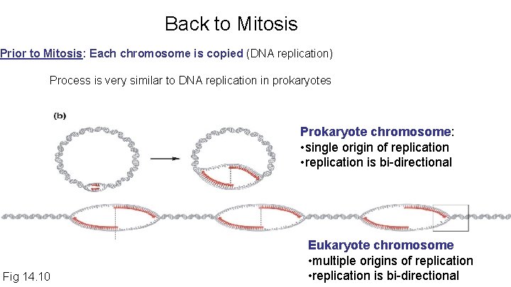 Back to Mitosis Prior to Mitosis: Each chromosome is copied (DNA replication) Process is