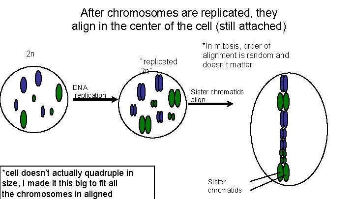 After chromosomes are replicated, they align in the center of the cell (still attached)