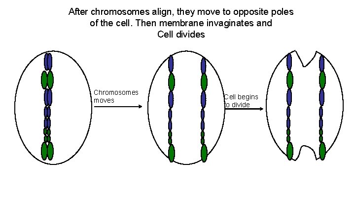 After chromosomes align, they move to opposite poles of the cell. Then membrane invaginates