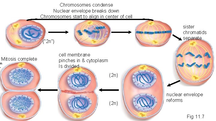 Chromosomes condense Nuclear envelope breaks down Chromosomes start to align in center of cell