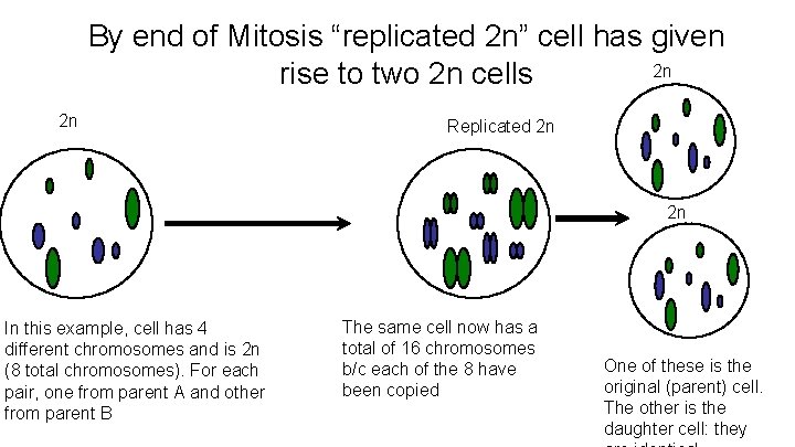 By end of Mitosis “replicated 2 n” cell has given 2 n rise to