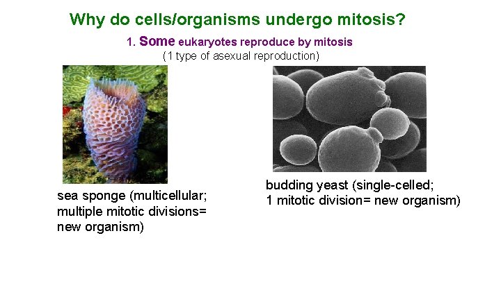 Why do cells/organisms undergo mitosis? 1. Some eukaryotes reproduce by mitosis (1 type of