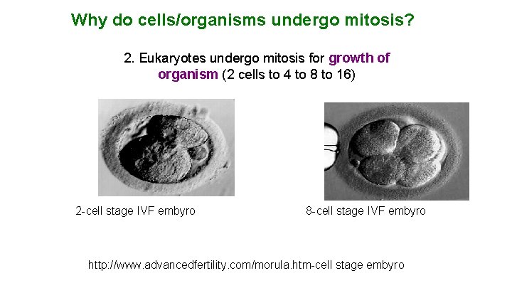 Why do cells/organisms undergo mitosis? 2. Eukaryotes undergo mitosis for growth of organism (2