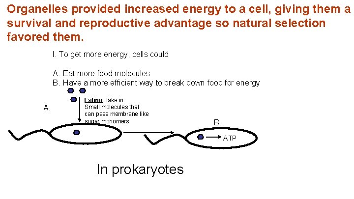 Organelles provided increased energy to a cell, giving them a survival and reproductive advantage