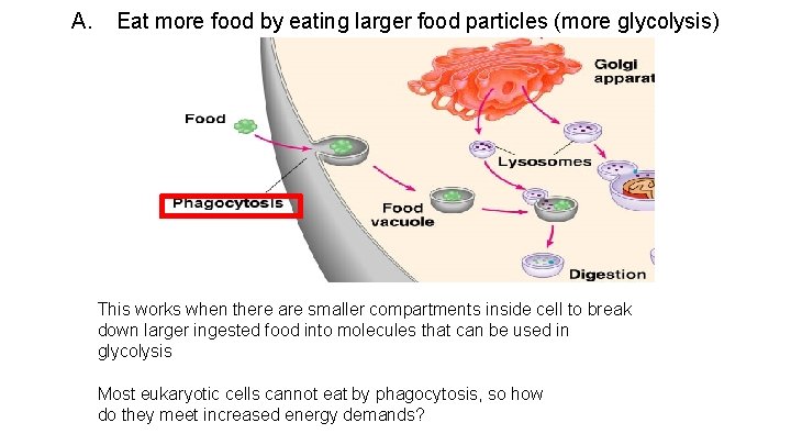 A. Eat more food by eating larger food particles (more glycolysis) This works when