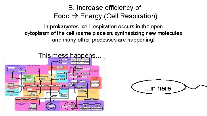 B. Increase efficiency of Food Energy (Cell Respiration) In prokaryotes, cell respiration occurs in