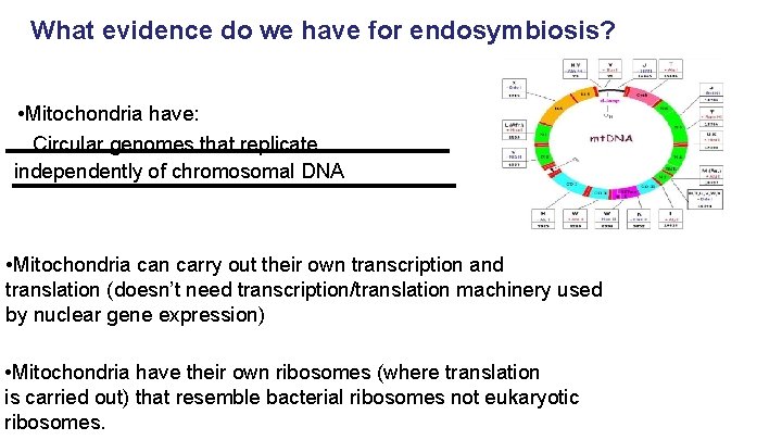 What evidence do we have for endosymbiosis? • Mitochondria have: Circular genomes that replicate