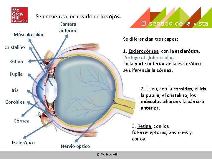 Se encuentra localizado en los ojos. Músculo ciliar Cámara anterior Se diferencian tres capas: Se encuentra localizado en los ojos. Músculo ciliar Cámara anterior Se diferencian tres capas: