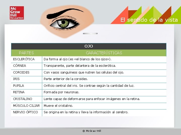 El sentido de la vista OJO PARTES CARACTERÍSTICAS ESCLERÓTICA Da forma al ojo (es El sentido de la vista OJO PARTES CARACTERÍSTICAS ESCLERÓTICA Da forma al ojo (es