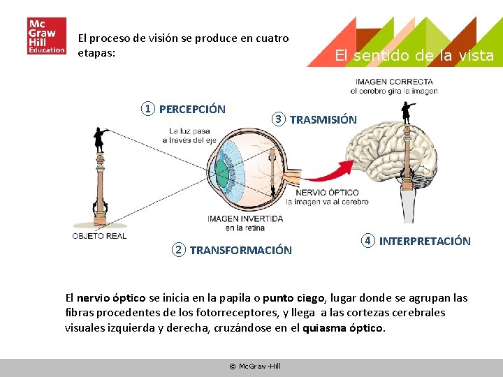 El proceso de visión se produce en cuatro etapas: ① PERCEPCIÓN El sentido de El proceso de visión se produce en cuatro etapas: ① PERCEPCIÓN El sentido de