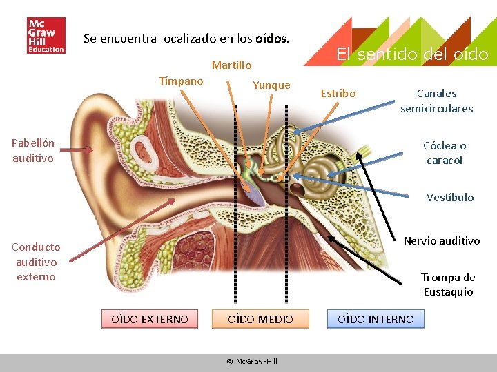 Se encuentra localizado en los oídos. Martillo Tímpano Yunque El sentido del oído Estribo Se encuentra localizado en los oídos. Martillo Tímpano Yunque El sentido del oído Estribo