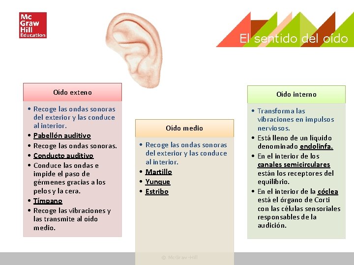 El sentido del oído Oído exteno Oído interno • Recoge las ondas sonoras del El sentido del oído Oído exteno Oído interno • Recoge las ondas sonoras del