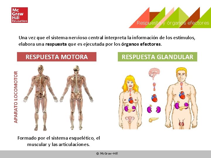 Respuesta y órganos efectores Una vez que el sistema nervioso central interpreta la información Respuesta y órganos efectores Una vez que el sistema nervioso central interpreta la información