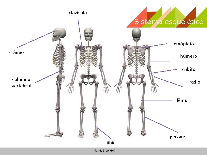 clavícula Sistema esquelético omóplato cráneo húmero cúbito columna vertebral radio fémur tibia © Mc. clavícula Sistema esquelético omóplato cráneo húmero cúbito columna vertebral radio fémur tibia © Mc.