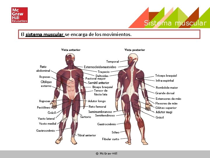 Sistema muscular El sistema muscular se encarga de los movimientos. © Mc. Graw-Hill Sistema muscular El sistema muscular se encarga de los movimientos. © Mc. Graw-Hill