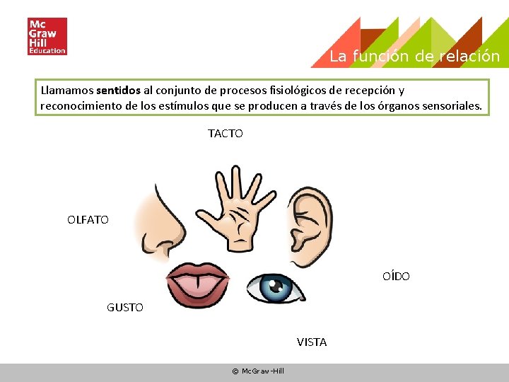 La función de relación Llamamos sentidos al conjunto de procesos fisiológicos de recepción y La función de relación Llamamos sentidos al conjunto de procesos fisiológicos de recepción y
