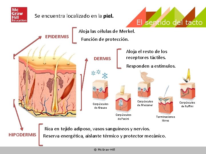 Se encuentra localizado en la piel. EPIDERMIS El sentido del tacto Aloja las células Se encuentra localizado en la piel. EPIDERMIS El sentido del tacto Aloja las células