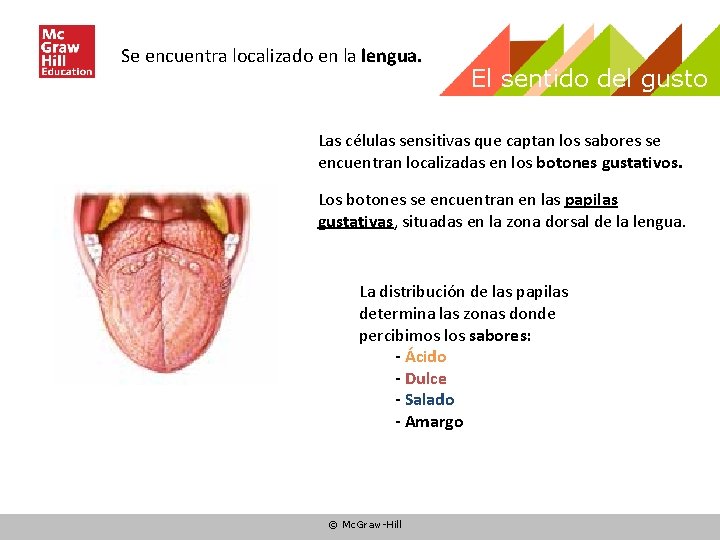 Se encuentra localizado en la lengua. El sentido del gusto Las células sensitivas que Se encuentra localizado en la lengua. El sentido del gusto Las células sensitivas que