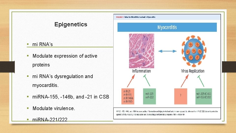 Epigenetics • mi RNA’s • Modulate expression of active proteins • mi RNA’s dysregulation