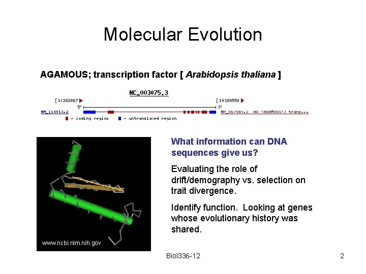 Molecular Evolution AGAMOUS; transcription factor [ Arabidopsis thaliana ] What information can DNA sequences