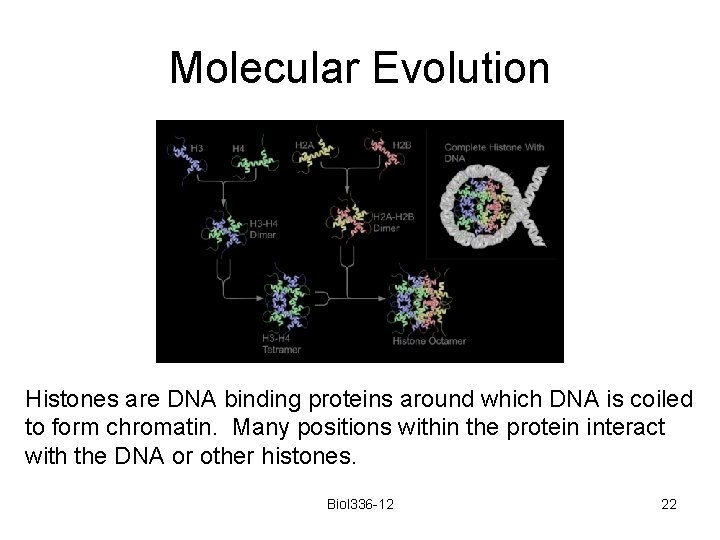 Molecular Evolution Histones are DNA binding proteins around which DNA is coiled to form