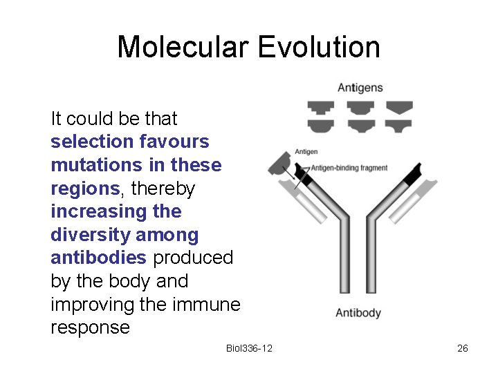 Molecular Evolution It could be that selection favours mutations in these regions, thereby increasing