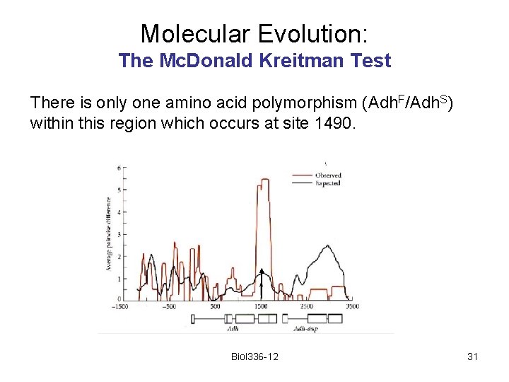 Molecular Evolution: The Mc. Donald Kreitman Test There is only one amino acid polymorphism